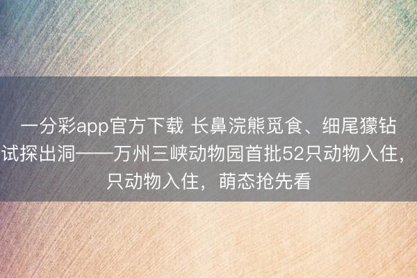 一分彩app官方下載 長鼻浣熊覓食、細尾獴鉆洞、土撥鼠試探出洞——萬州三峽動物園首批52只動物入住，萌態搶先看